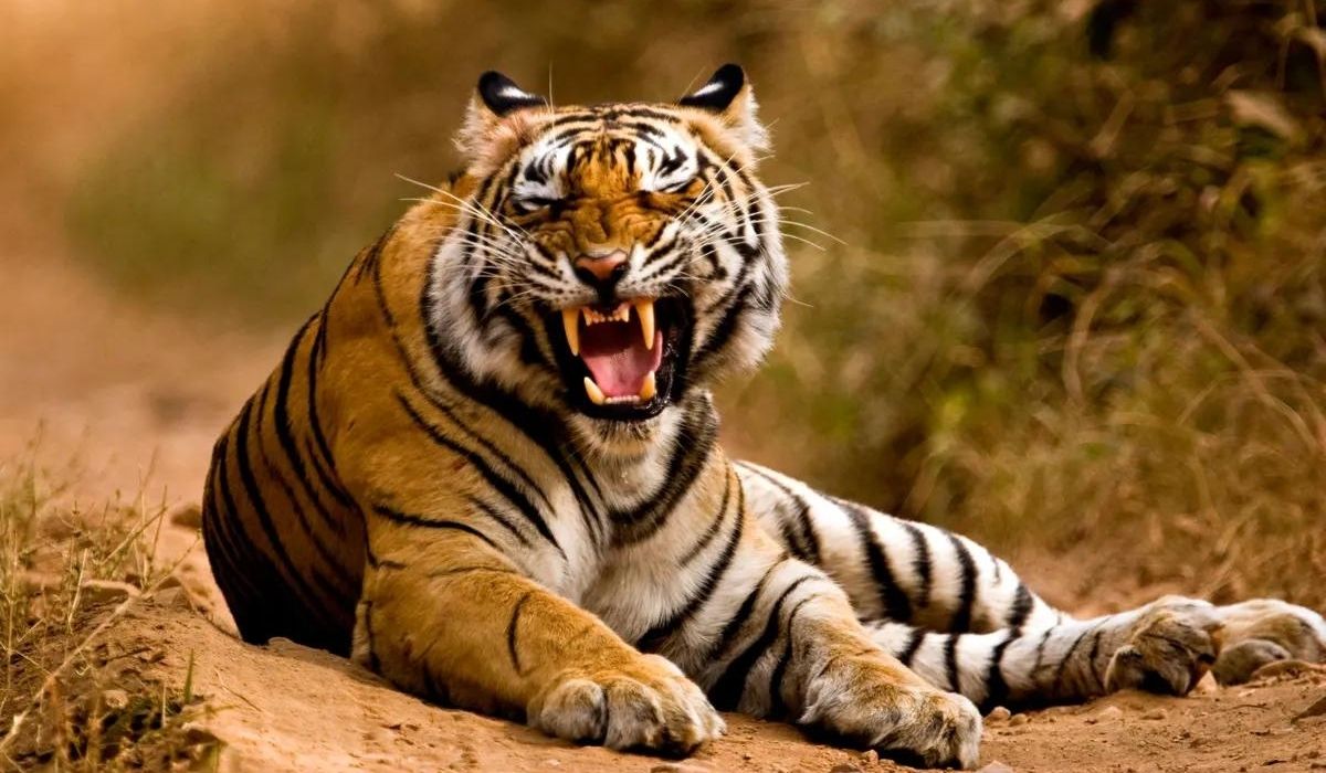 Tiger